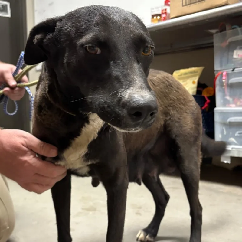 A young medium-sized female Black Border Collie dog named Lola for adoption in Yuma, AZ