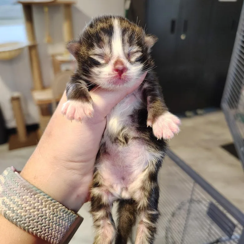 A baby small-sized male Black Domestic Short Hair cat named Platinum for adoption in Osawatomie, KS