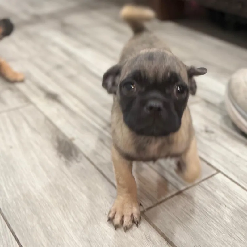 A baby small-sized female Yellow / Tan / Blond / Fawn Pug dog named Darla for adoption in Phoenix, AZ