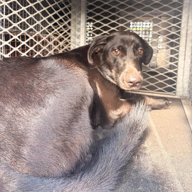 An adult medium-sized male Shepherd dog named Guinness for adoption in Edinburg, TX