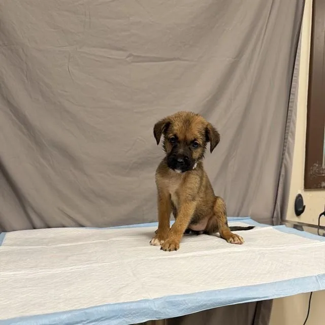 A baby small-sized female German Shepherd Dog dog named Lavender for adoption in Agoura, CA