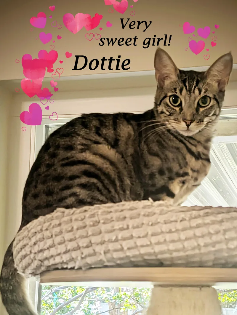 Dottie thumbnail 2