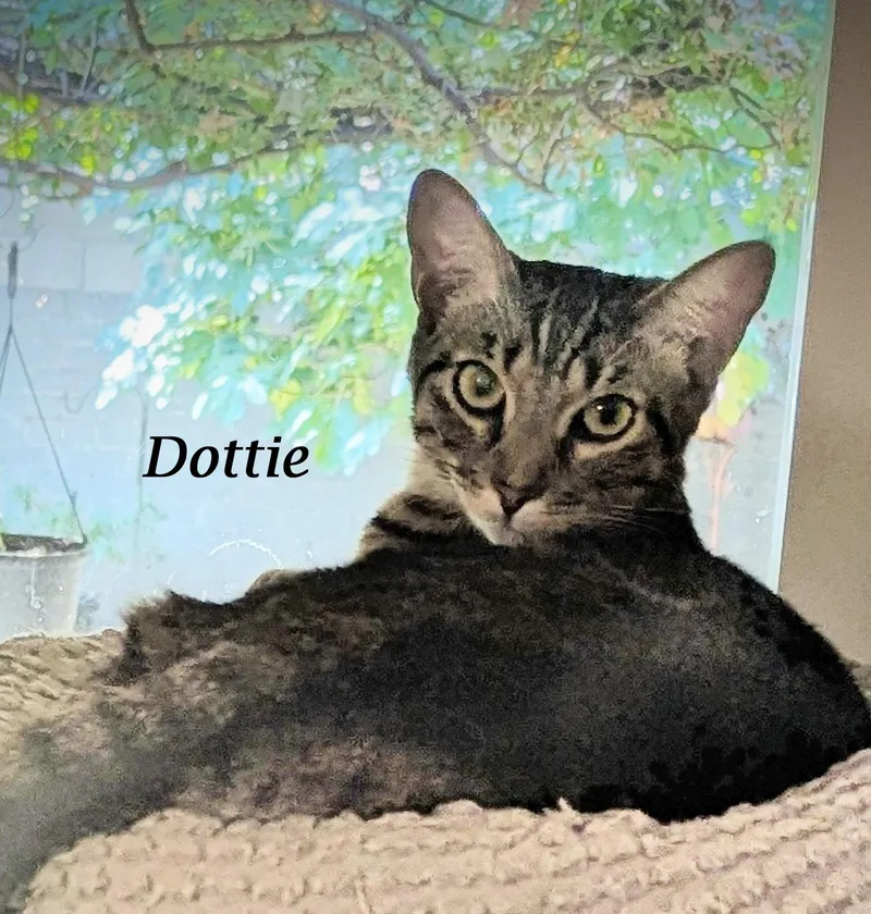 Dottie thumbnail 3