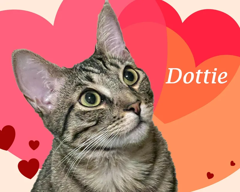 Dottie