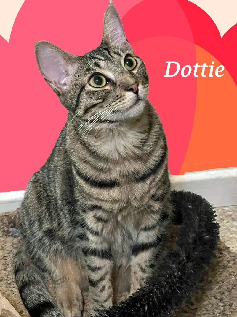 Dottie thumbnail 4