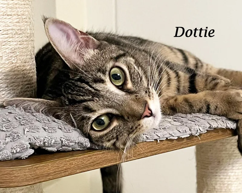 Dottie thumbnail 5