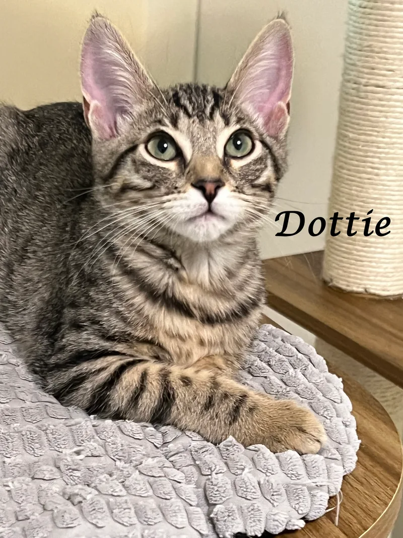 Dottie thumbnail 6
