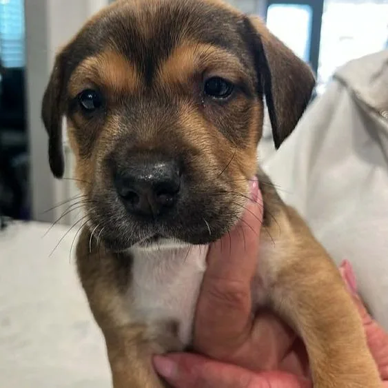 A baby medium-sized male Mixed Breed dog named Poppy for adoption in Seminole, FL