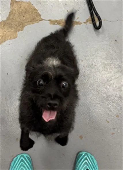 A young small-sized male Terrier dog named Toto for adoption in Peoria, IL