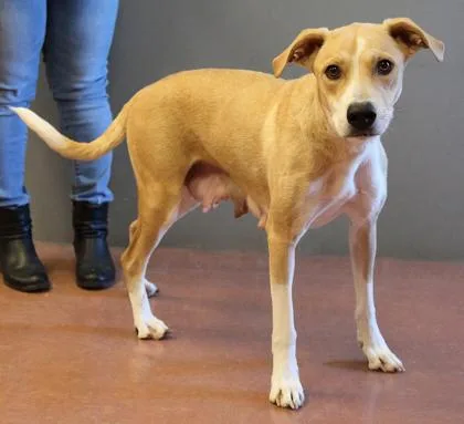 An adult medium-sized female Apricot / Beige Terrier dog named Poppy for adoption in Rapid City, SD