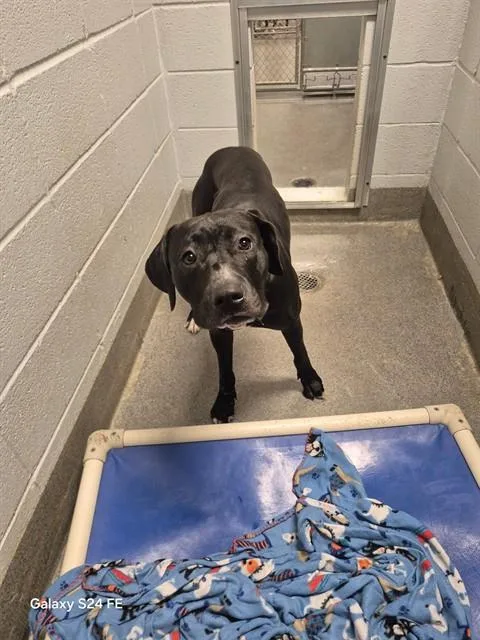 A young medium-sized male Pit Bull Terrier dog named Maverick for adoption in Huntsville, AL