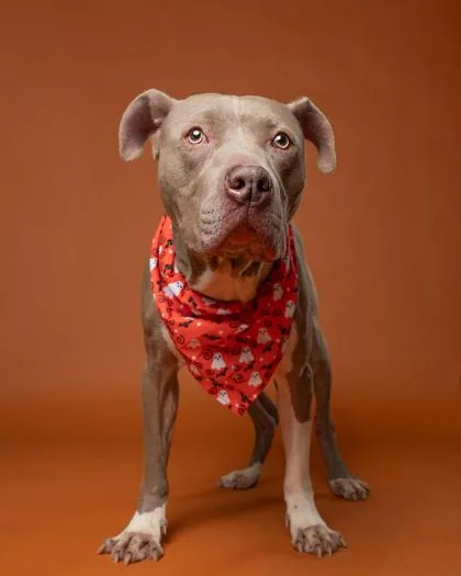 An adult large-sized male Pit Bull Terrier dog named Gourmet for adoption in Atlanta, GA
