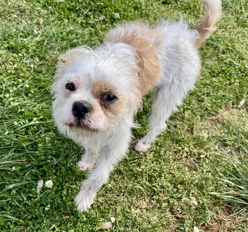 A young small-sized male Tibetan Terrier dog named Charlie for adoption in Maiden, NC