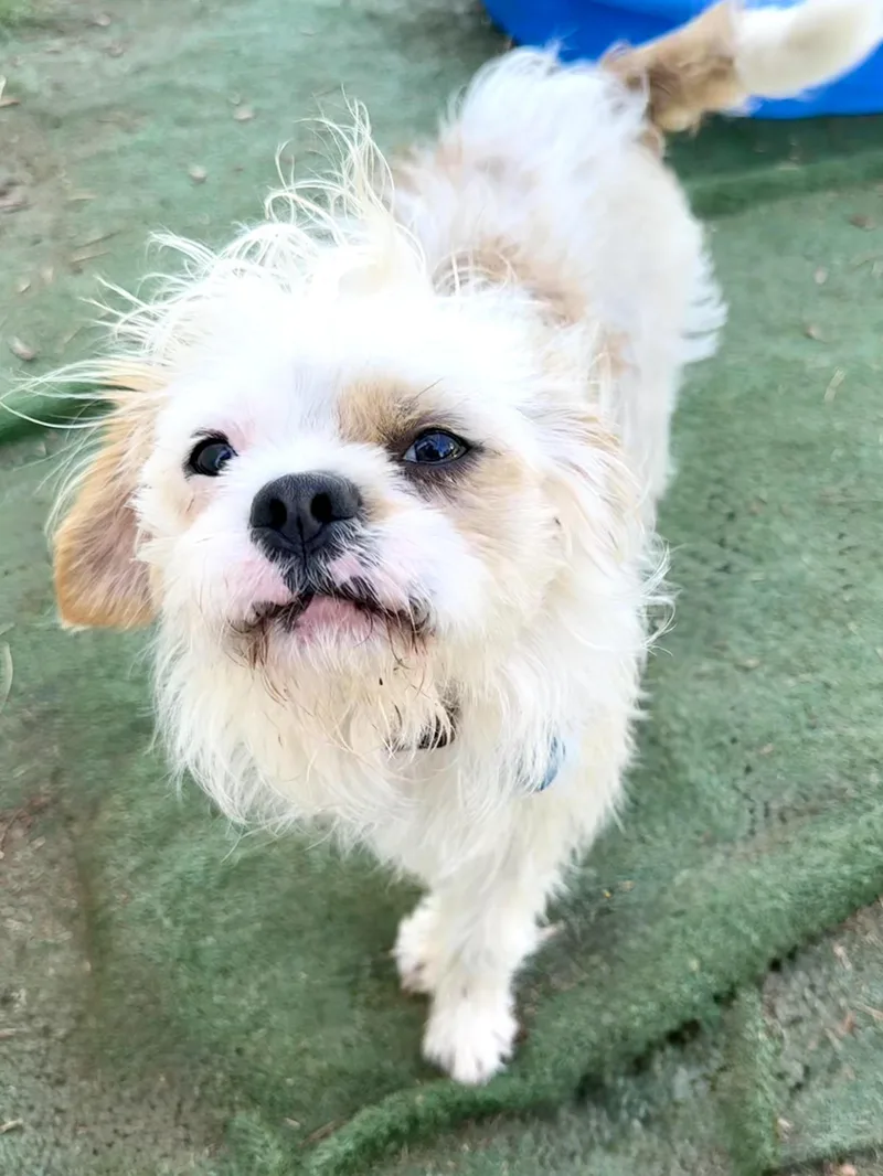 Charlie thumbnail 5