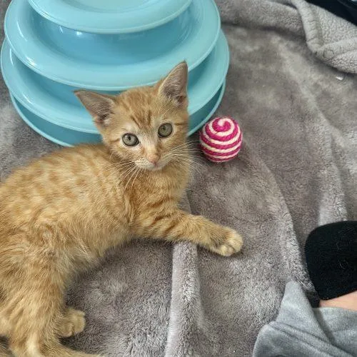A baby small-sized male Domestic Short Hair cat named Marvin for adoption in Plantation, FL