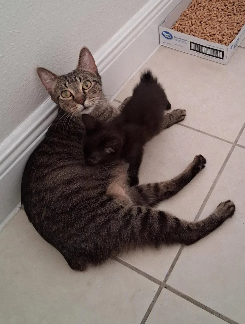 A young medium-sized female Domestic Short Hair cat named Daisy for adoption in Orlando, FL
