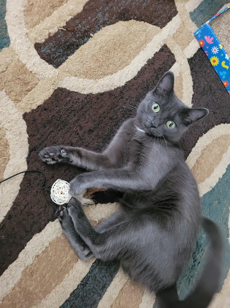 An adult small-sized female Domestic Short Hair cat named Pascal for adoption in Melrose, MA
