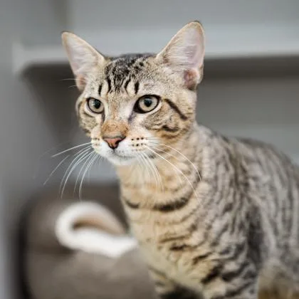 A baby small-sized male Brown / Chocolate American Bobtail cat named Gadget for adoption in Atlanta, GA