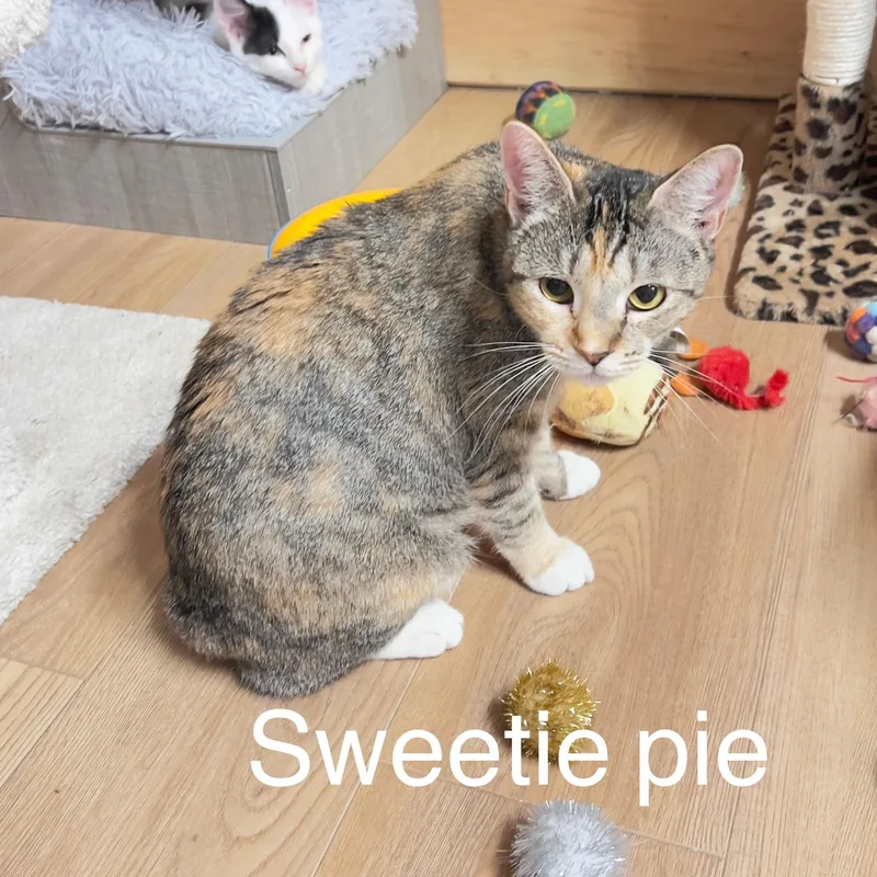 Sweetie Pie