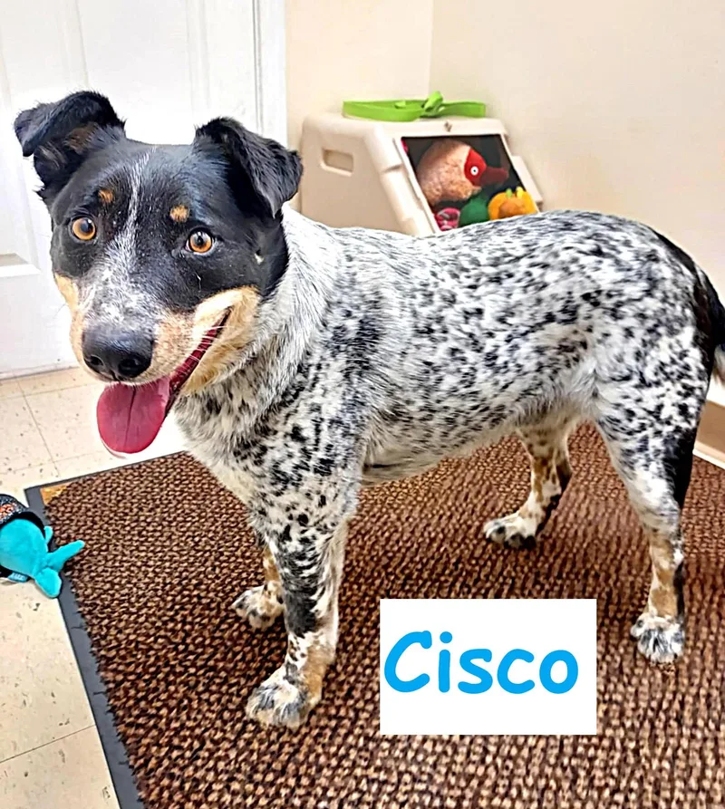 Cisco thumbnail 3
