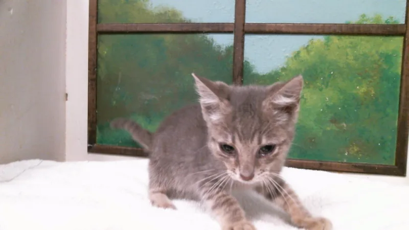 A baby small-sized male Domestic Short Hair cat named Starlight for adoption in Houston, TX