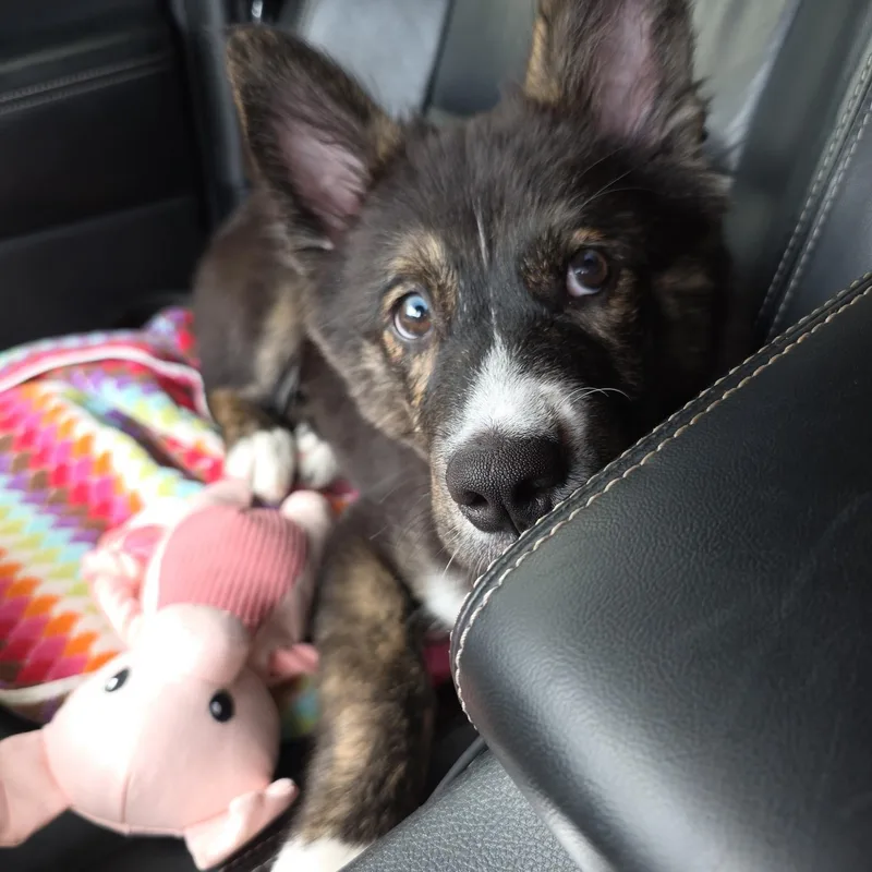 A baby large-sized male Tricolor (Brown, Black, & White) German Shepherd Dog dog named Koda for adoption in Chatham, NJ
