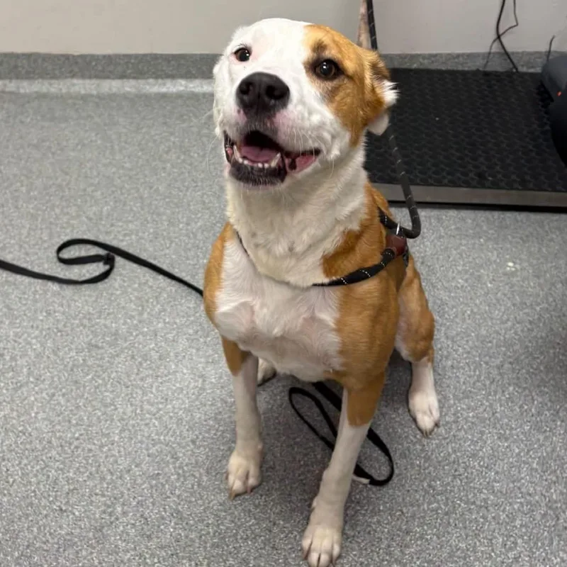 An adult medium-sized female Mixed Breed dog named Memphis for adoption in Batavia, OH