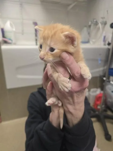 A baby small-sized male Domestic Short Hair cat named Rusty for adoption in Easton, MD