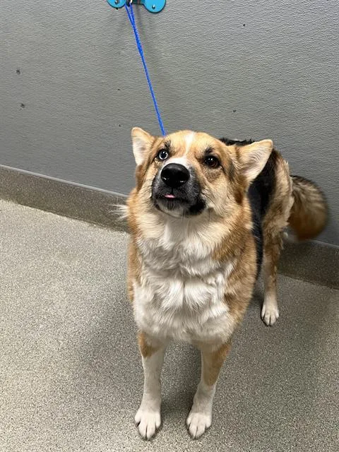 A young large-sized male Siberian Husky dog named Ducky for adoption in Las Vegas, NV
