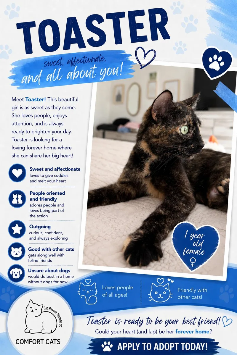 An adult medium-sized female Tortoiseshell Domestic Short Hair cat named Toaster for adoption in Moore, SC