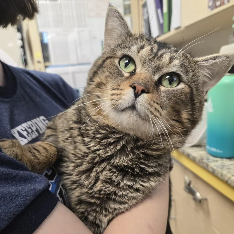 An adult medium-sized male Brown / Chocolate Domestic Short Hair cat named Peri for adoption in Nashville, TN