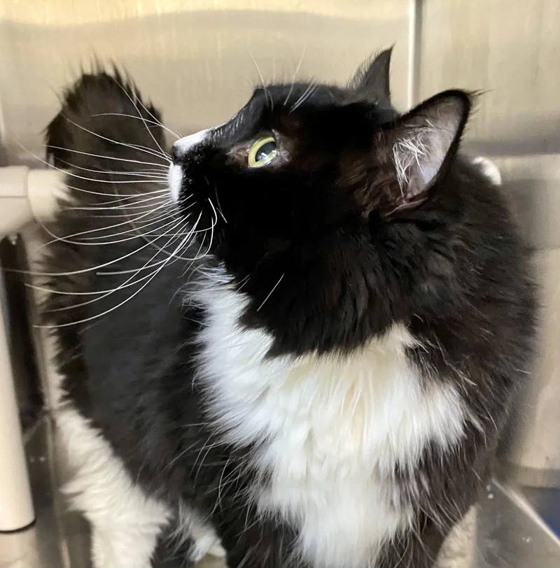 An adult medium-sized female Black & White / Tuxedo Domestic Long Hair cat named Mermaid for adoption in Fargo, ND