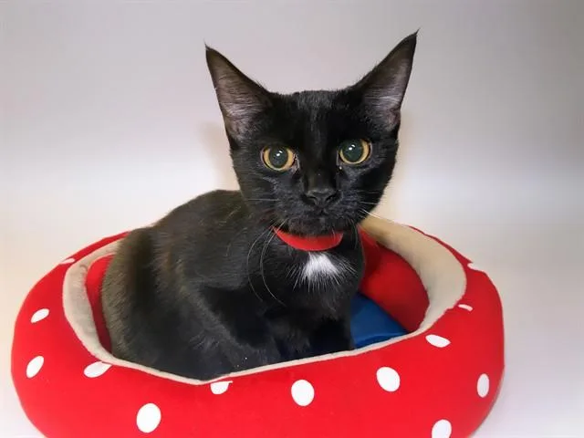 A young medium-sized female Domestic Short Hair cat named Cheesecake for adoption in Fort Lauderdale, FL