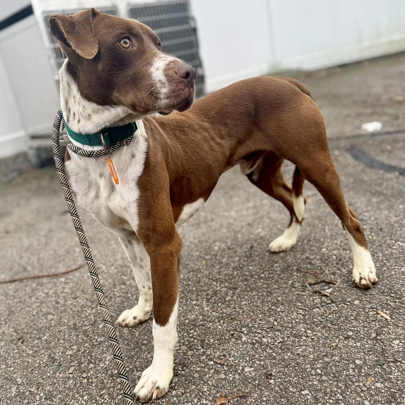 An adult medium-sized male Brown / Chocolate Mixed Breed dog named Wells for adoption in Cranston, RI