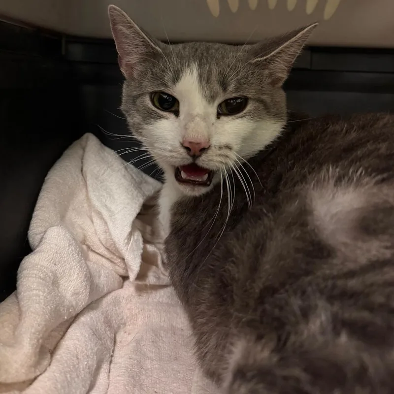 An adult large-sized female Gray / Blue / Silver Domestic Short Hair cat named Sky for adoption in Lynchburg, VA