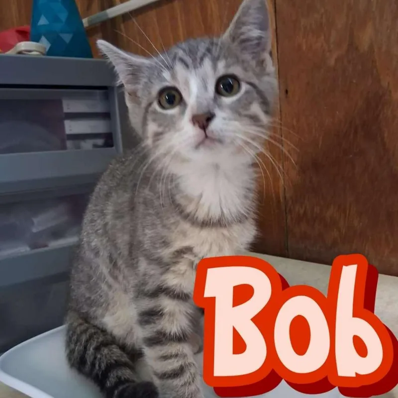 A baby small-sized male Domestic Short Hair cat named Bob for adoption in Hillsboro, OH