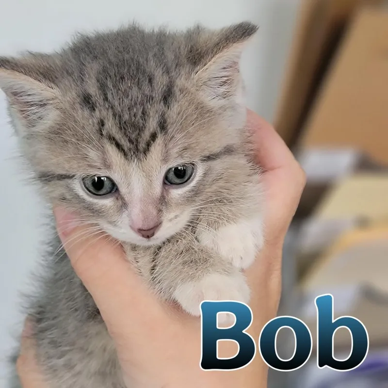 Bob thumbnail 2