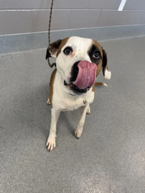 An adult medium-sized female Pit Bull Terrier dog named Tornado for adoption in Indianapolis, IN
