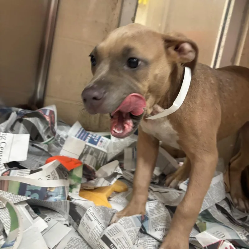 A baby small-sized female Gray / Blue / Silver Pit Bull Terrier dog named Curly for adoption in Birmingham, AL