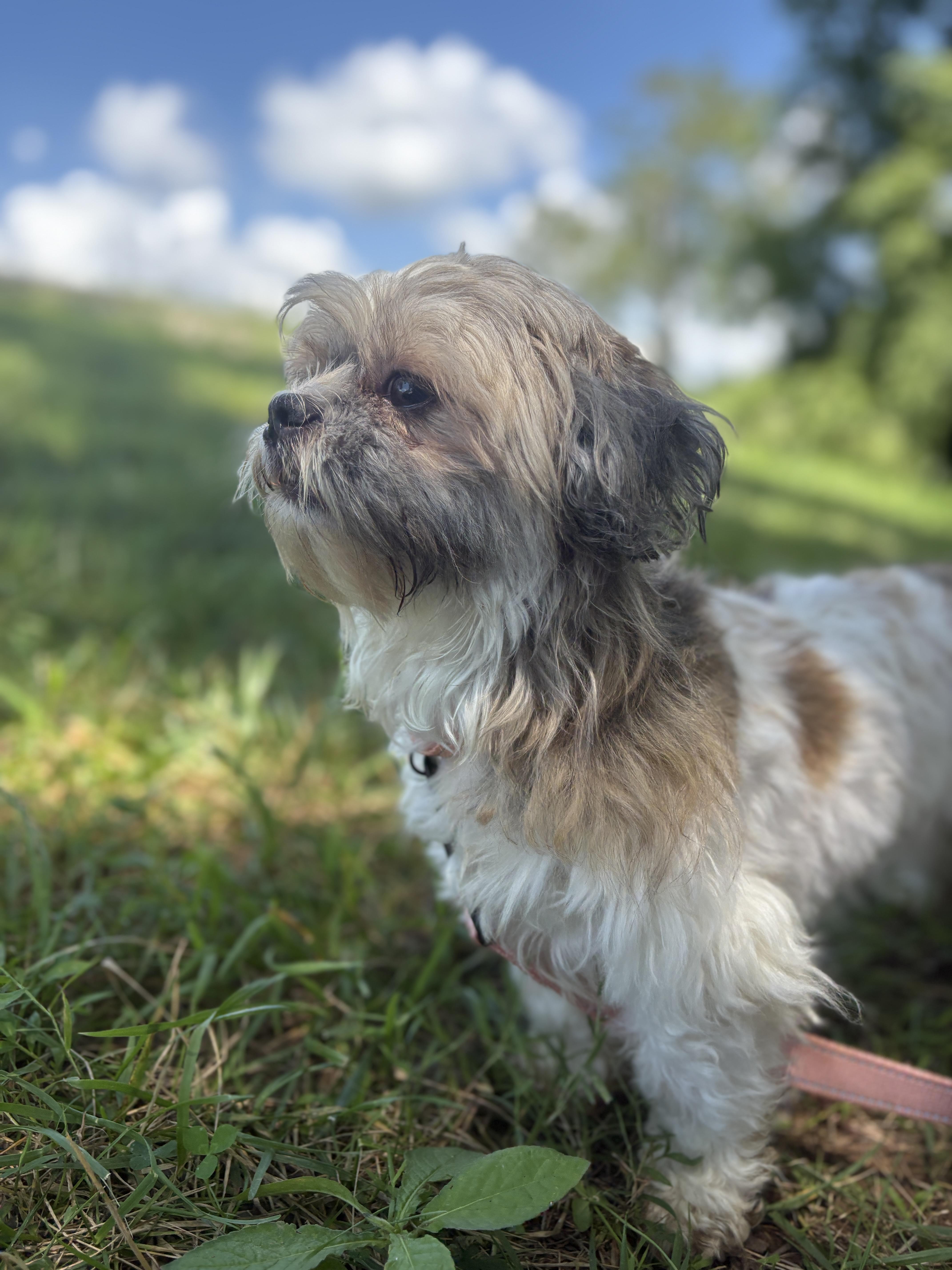 An adult small-sized female Shih Tzu dog named HelenTransport for adoption in Gradyville, KY