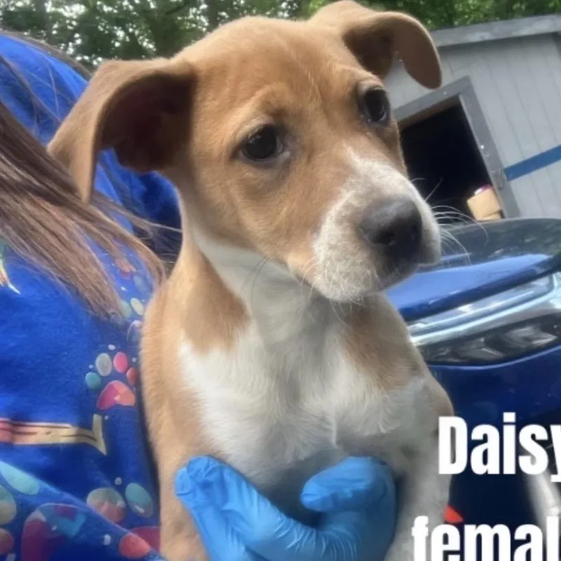 A baby small-sized female Yellow / Tan / Blond / Fawn Cattle Dog dog named Daisy Mae for adoption in Falls Church, VA