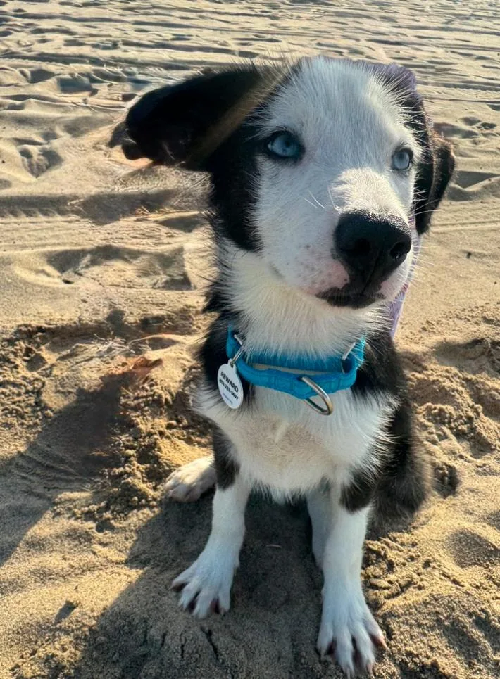 Harper