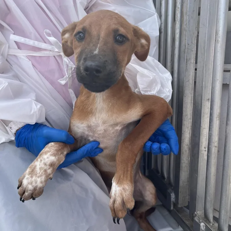 A baby small-sized male Red / Chestnut / Orange Shepherd dog named Bongo for adoption in Edinburg, TX