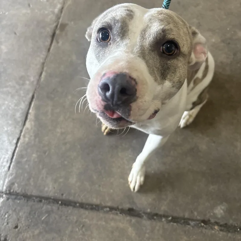 An adult medium-sized female Gray / Blue / Silver Pit Bull Terrier dog named Hope for adoption in Birmingham, AL