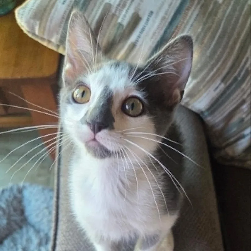 A baby small-sized male Gray & White Domestic Short Hair cat named Dexter for adoption in Antioch, CA