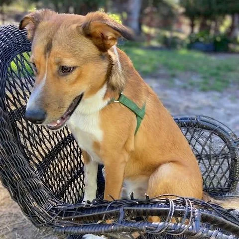 Snickerdoodle thumbnail 2