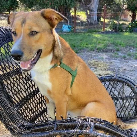 Snickerdoodle thumbnail 3