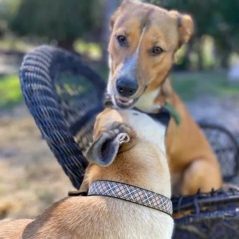 Snickerdoodle thumbnail 4