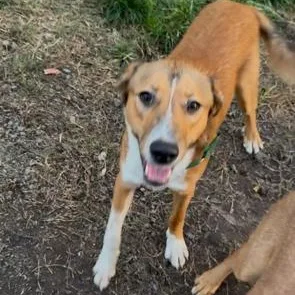 Snickerdoodle thumbnail 5