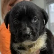 A baby small-sized male Australian Cattle Dog / Blue Heeler dog named Sage Breeze for adoption in Waunakee, WI